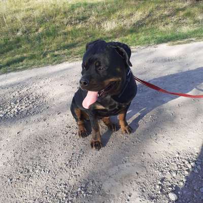 Wo sind denn die ganzen Rottis?-Beitrag-Bild