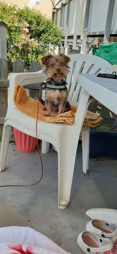 Die Dogorama Wochen Challenge-Beitrag-Bild