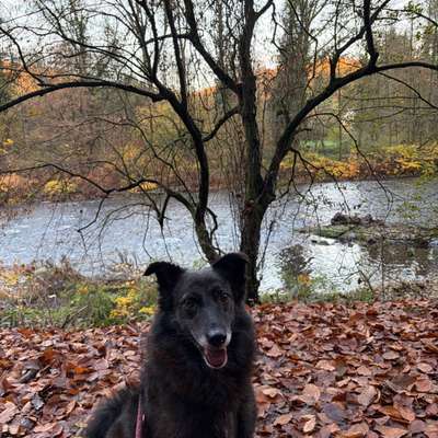 aktuelles Foto Gruppe Puli Pumi Mudi und Mischlinge dieser Rassen - Gruppe für kleine ungarische Treib- und Hirtenhunde
