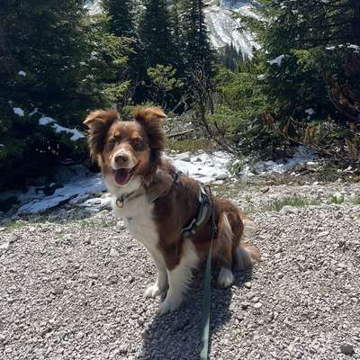 Hundetreffen-Spazieren gehen-Bild