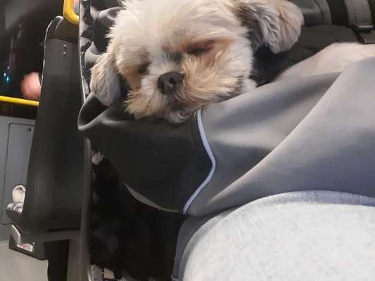 Die Dogorama Wochen Challenge-Beitrag-Bild