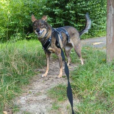 Hundetreffen-Gassi Runden zum Kennenlernen, toben und üben.-Profilbild