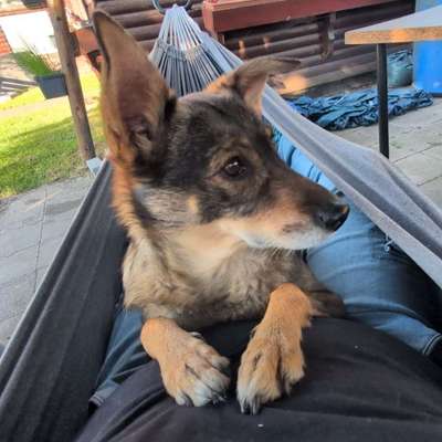 Hundetreffen-Gassi Runden zum Kennenlernen, üben und neue Orte entdecken-Bild