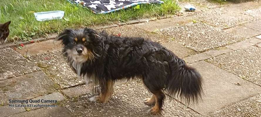 Mischlinge raten - Rätselspaß-Beitrag-Bild