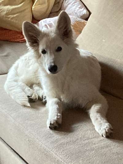 Welpen Bilder !-Beitrag-Bild