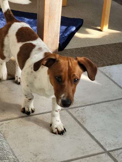 Jack Russel Dackel Mischlinge-Beitrag-Bild