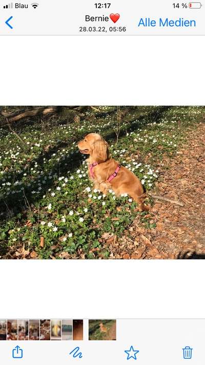 Dogorama Photo Challenge - Tierischer Urlaub-Beitrag-Bild