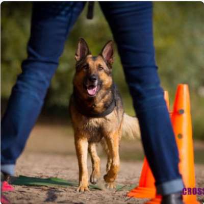 Giftköder-Crossdogging & Co-Bild