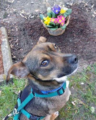 Auslandstierschutz-Beitrag-Bild