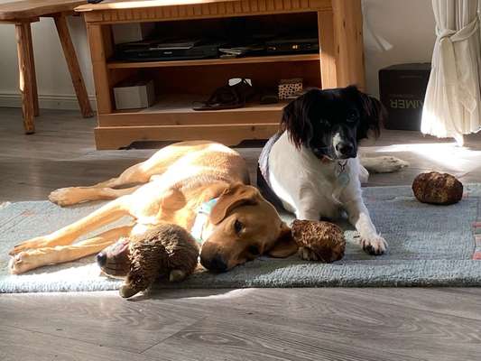 Mischlinge - wo habt Ihr Eure gefunden?-Beitrag-Bild