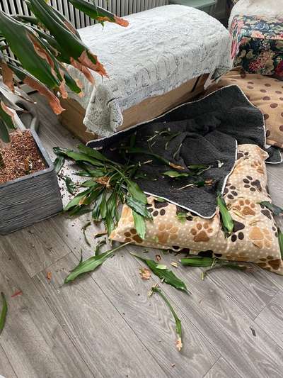 Auslandstierschutz-Beitrag-Bild