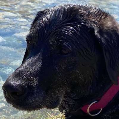 Labradorfans-Beitrag-Bild