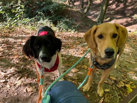 Herbst Bilder-Beitrag-Bild