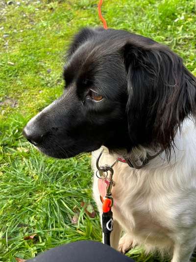 Epagneul Breton-Beitrag-Bild