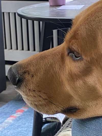 Labradorfans-Beitrag-Bild