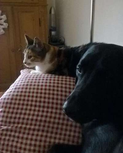 Unsere Fellnasen im Regenbogenland-Beitrag-Bild