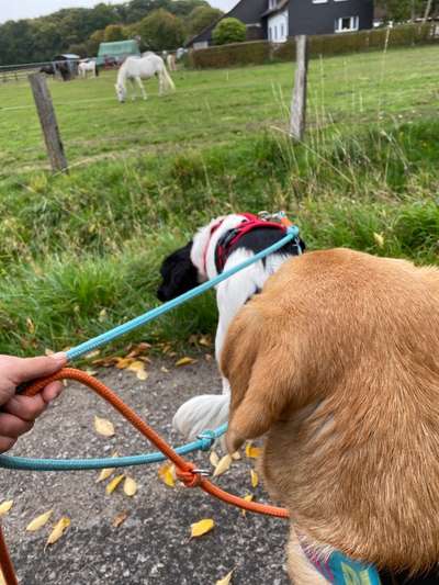 Auslandstierschutz-Beitrag-Bild