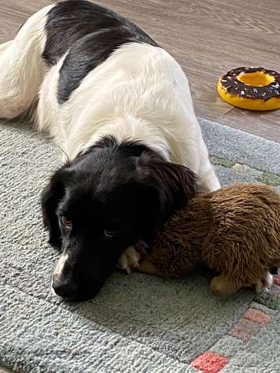 Seltene Rassen!-Beitrag-Bild