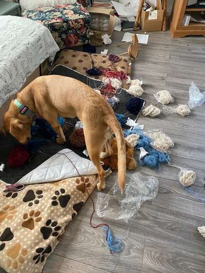 Was haben eure Hunde schon gefressen oder zerstört ?-Beitrag-Bild