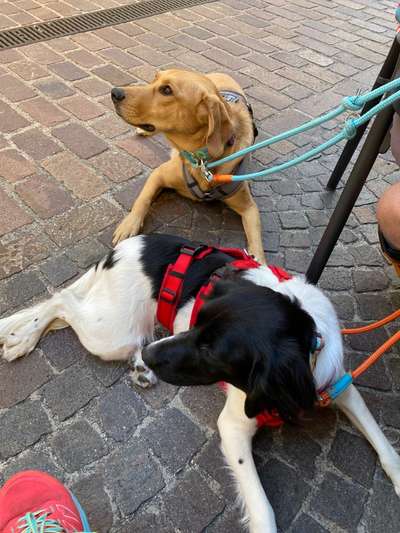 TierschutzhundeStammtisch🐕-Beitrag-Bild