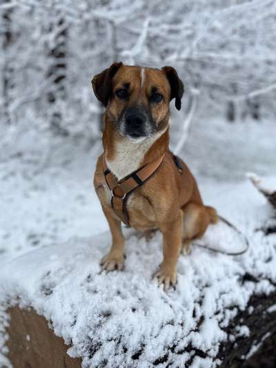 TierschutzhundeStammtisch🐕-Beitrag-Bild