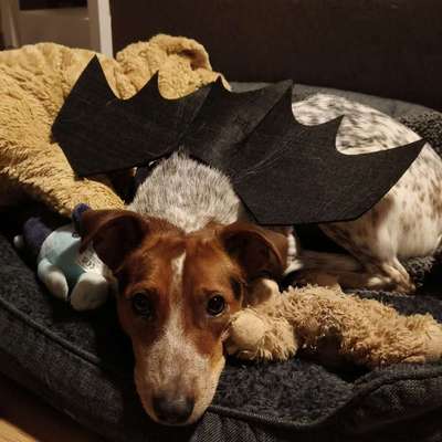 Hundetreffen-Gassirunde-Bild
