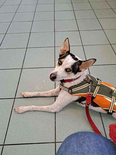 Hundetreffen-Social Walk-Bild