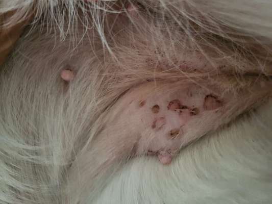 Flecken am Bauch-Beitrag-Bild