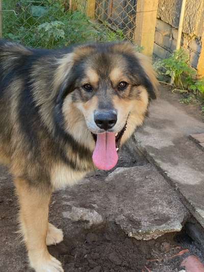 Hundetreffen-Moppi sucht Spielkameraden ab 20kg-Bild