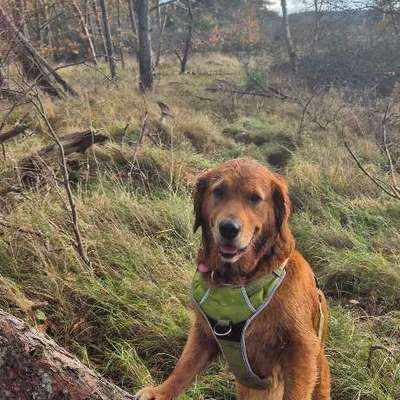 aktuelles Foto Gruppe Golden Retriever