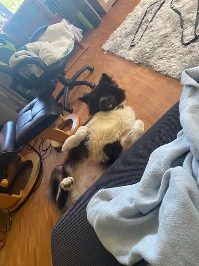 Zeigt mir die lustigsten Schlafpositionen eurer Fellnasen-Beitrag-Bild