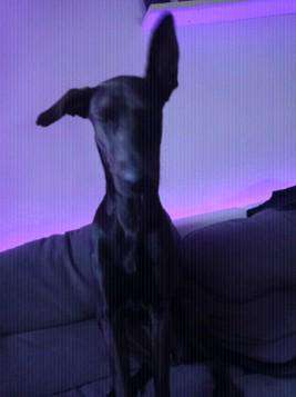 Lieblingsbild von euren Hunden?-Beitrag-Bild