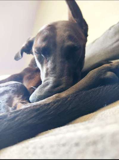 Die Dogorama Kalender Challenge 4/4-Beitrag-Bild