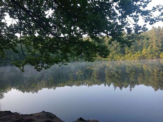 Die wunderschöne Welt mit Hund.-Beitrag-Bild