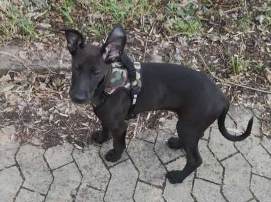 Welpen Bilder !-Beitrag-Bild