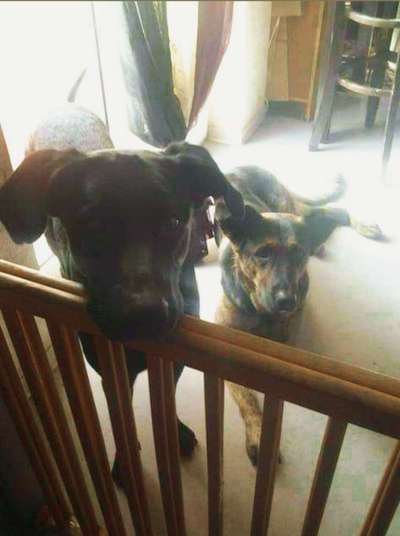 Lieblingsbild von euren Hunden?-Beitrag-Bild