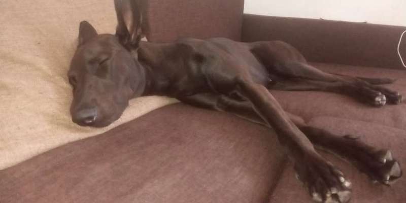 Zeigt mir die lustigsten Schlafpositionen eurer Fellnasen-Beitrag-Bild