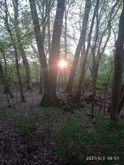 Die wunderschöne Welt mit Hund.-Beitrag-Bild