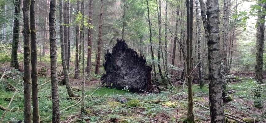 Die wunderschöne Welt mit Hund.-Beitrag-Bild