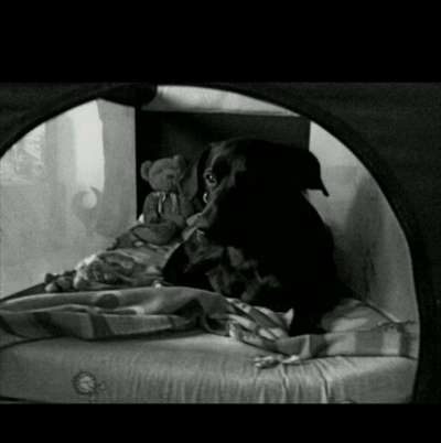 Lieblingsbild von euren Hunden?-Beitrag-Bild