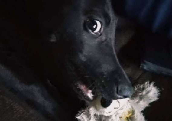 Lieblingsbild von euren Hunden?-Beitrag-Bild