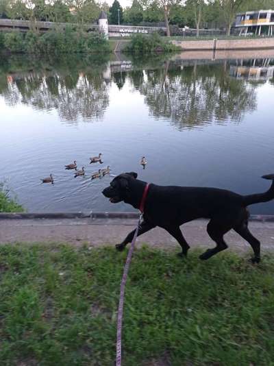 Die Dogorama Kalender Challenge 4/4-Beitrag-Bild