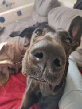 Lieblingsbild von euren Hunden?-Beitrag-Bild