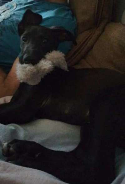 Welpen Bilder !-Beitrag-Bild