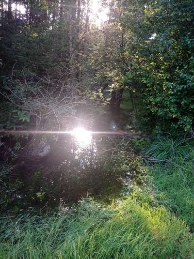 Die wunderschöne Welt mit Hund.-Beitrag-Bild