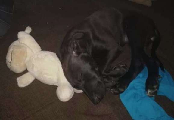 Lieblingsbild von euren Hunden?-Beitrag-Bild