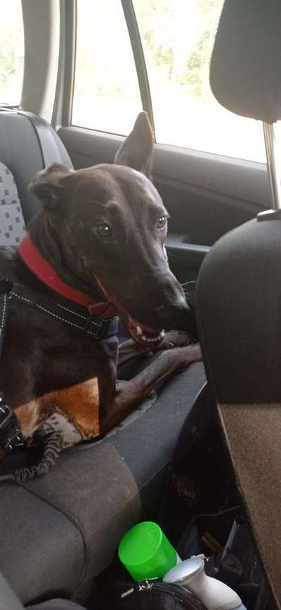 Die Dogorama Wochen Challenge-Beitrag-Bild