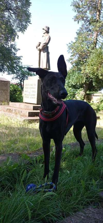 Wo sind die Dobis?-Beitrag-Bild