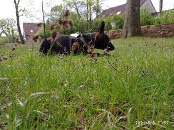 Die Dogorama Monats Challenge "Es grünt und blüht"-Beitrag-Bild