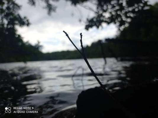 Die wunderschöne Welt mit Hund.-Beitrag-Bild